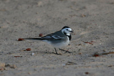 White wagtail