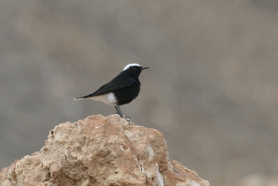 White-crowned wheatear