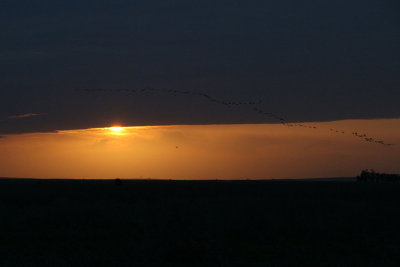 Cranes