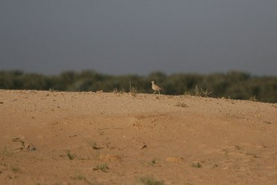 Cream-coloured courser
