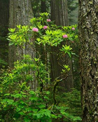 _D8C4993_16x20_dw.jpg