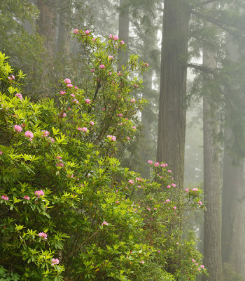 _D8C5039_16x14_dw.jpg