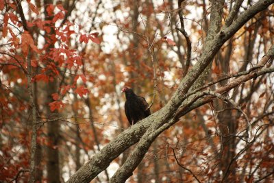 Turkey Vulture