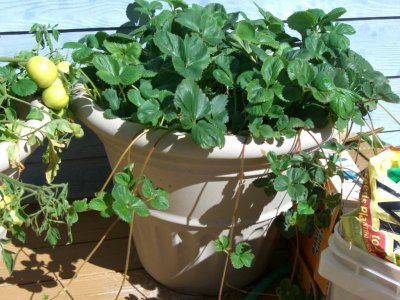 Strawberry plants.jpg