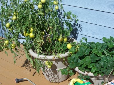 Strawberry plants and tomatos.jpg