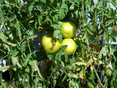 Tomato closeup--.jpg