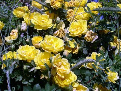 Wild Rose-1.jpg