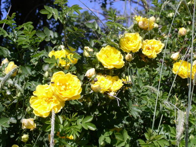wild rose-3.jpg