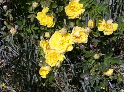 wild rose-4.jpg