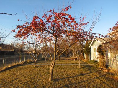 The tree