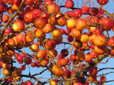 Winter Crabapples cluster