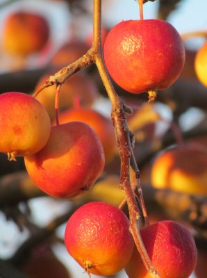 Winter Crabapples up close (and frozen)