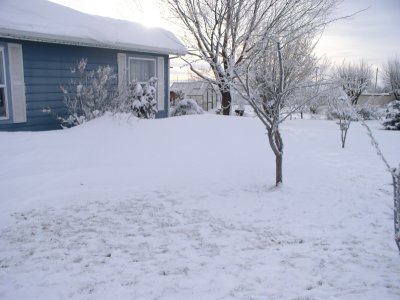 front yard.JPG