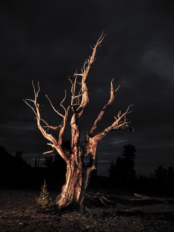 Bristlecone Pine