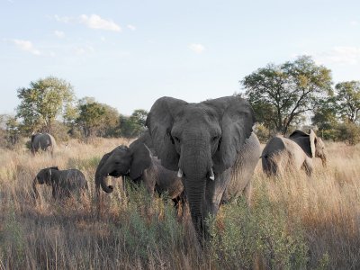 Selinda Reserve - Botswana
