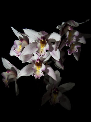 orchid