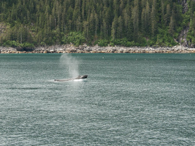 Humpback  Whale
