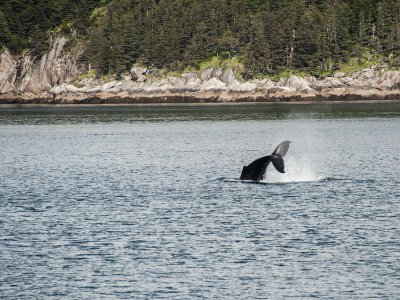 Humpback Whale