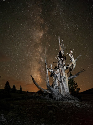 Bristlecone Pine under the  Milky Way
