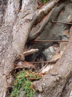 Dinxperlo, boom bij NH dorpskerk 18, 2011.jpg