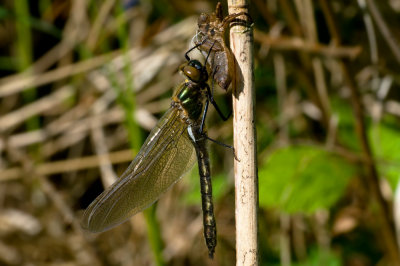 birth_of_a_dragonfly