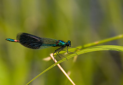dragonfly_2011