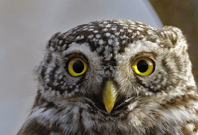 DS1_5685. Eurasian Pygmy Owl