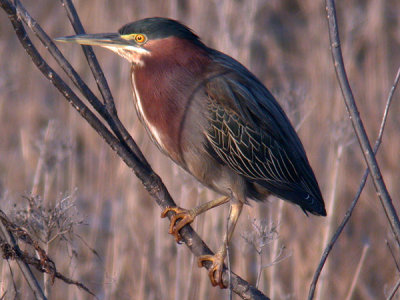 Green Heron