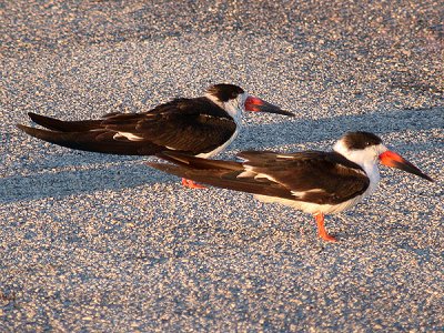 Black Skimmer