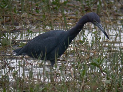 Little Blue Heron