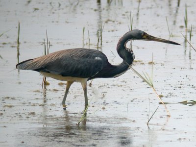 Tri-coloured Heron