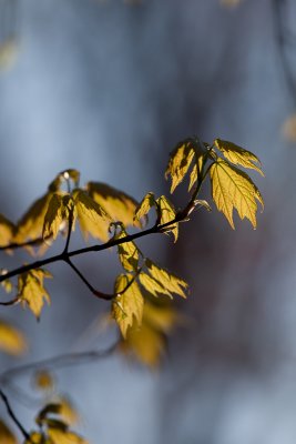 Young poplar leaves