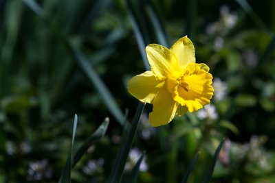 Spring flowers....