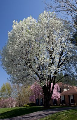and flowering trees