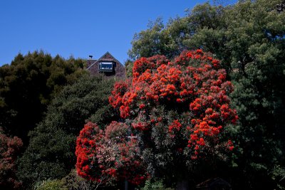 With a flowering tree