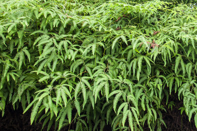 Wet ferns