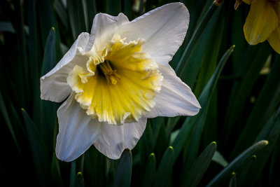 Narcissus or more commonly - Daffodil