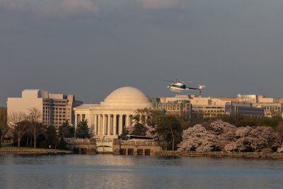 Must be checking out the Cherry blossoms