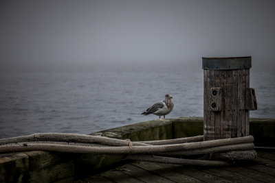 Forlorn
