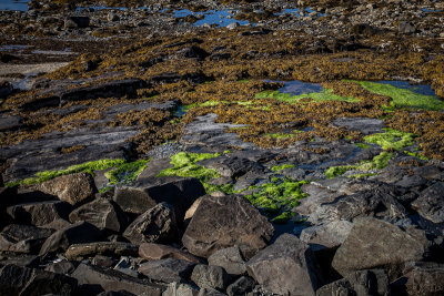 Colorful tidal pools