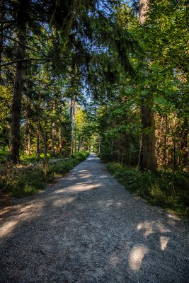 Enchanted trail