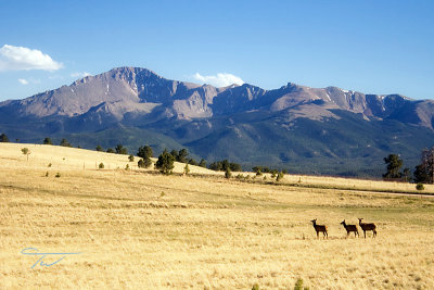 Elk and Pikes Peak, Colorado 