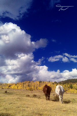 Horses, Autumn, Gold Camp Road, Colorado.