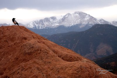 A Magpie, The Garden of The Gods, Pikes Peak