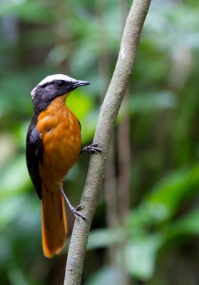 White-crowned Shama