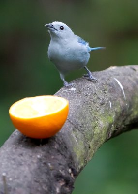 Blue-grey Tanager