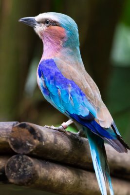 Lilac-breasted Roller