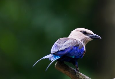 Blue-bellied Roller