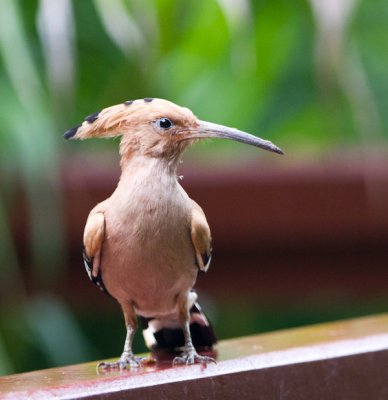 Common Hoopoe