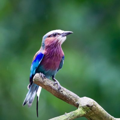 Lilac-breasted Roller